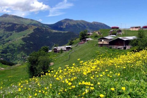 çiçekli plateau
